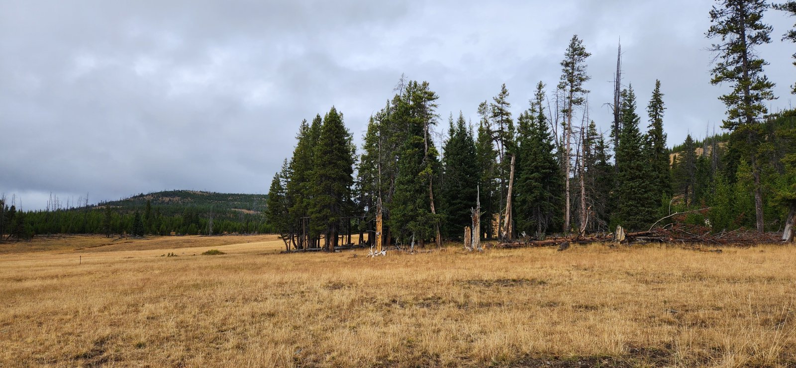 Upper Pelican Creek site - only available for a small window mid-summer.