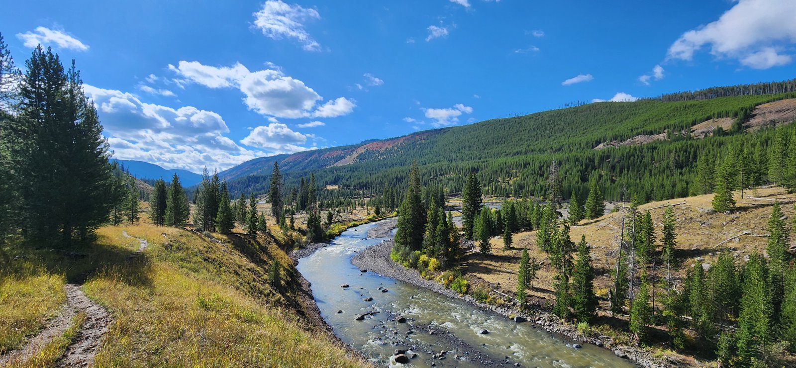 Heard some bugling, but hadn't seen any elk yet. Until we sent a very healthy sized harem running uphill...