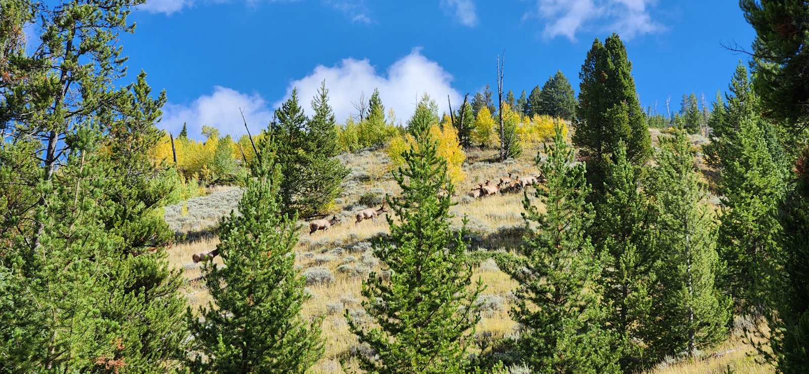 Heard some bugling, but hadn't seen any elk yet. Until we sent a very healthy sized harem running uphill...