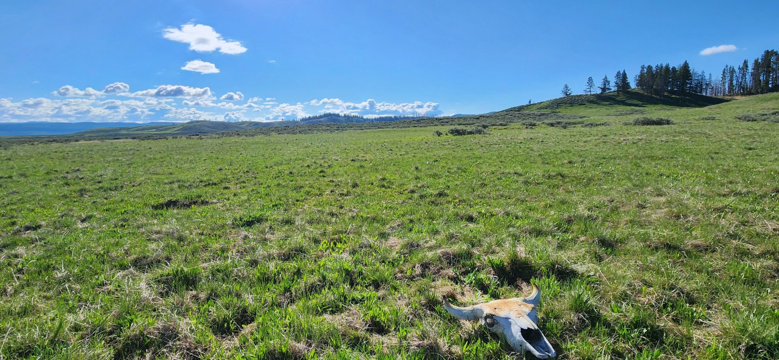 The day started beautifully and a bit slowly w/ a walk along the old 
Trout Creek dump road, then following the stagecoach road along the 
southern edge of the valley.