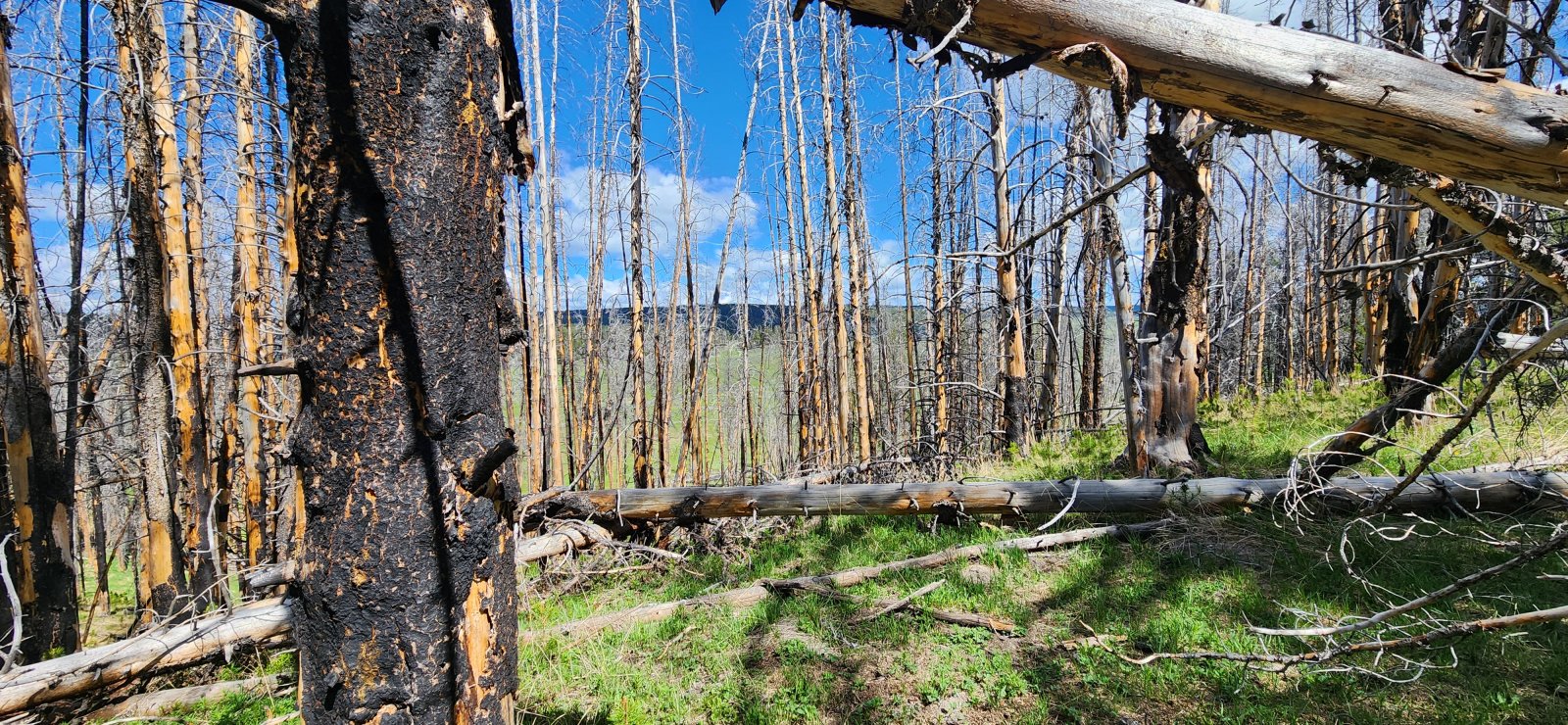 On a couple of occasions we wandered up into pockets of trees along the 
valley looking for interesting vantage points and whatever else we might
 find.