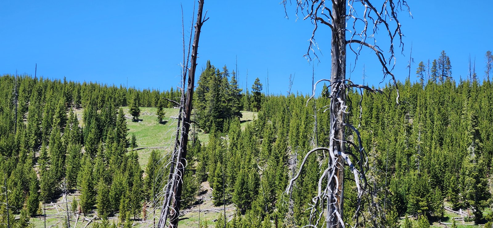 But lucky for all of us, my hiking partner has both a nicer camera and a quicker draw.
