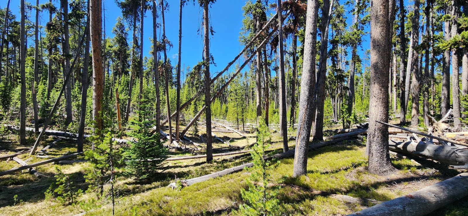 The much more pleasant older growth.