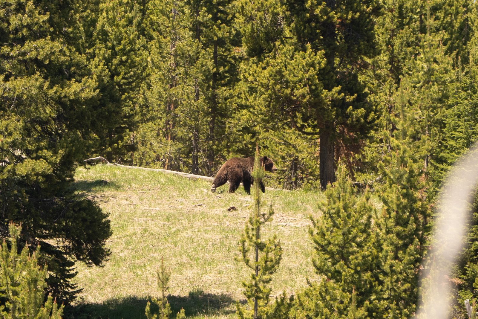 But lucky for all of us, my hiking partner has both a nicer camera and a quicker draw.