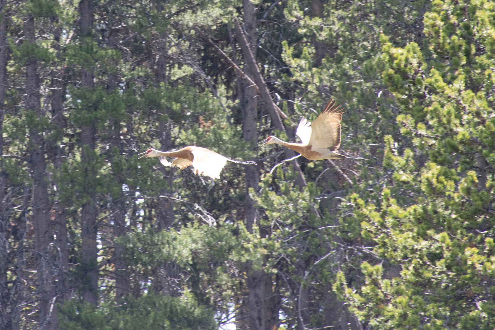 We got to watch and listen to these guys for quite some time. My 
youngest is turning into quite the little 'birder', so he especially 
enjoyed them.