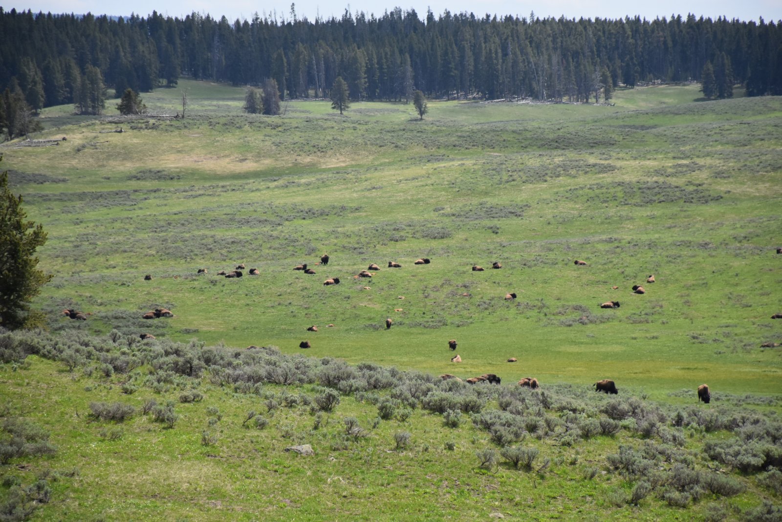 Lots of 'red dogs' to be seen in on this side of the valley, as well. (Didn't see*any*on the west side the next day - just bulls over there. Same w/ the elk, interestingly enough.)