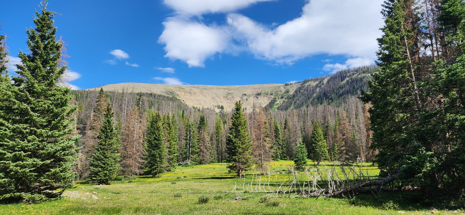 More and more open spaces as we gained elevation.