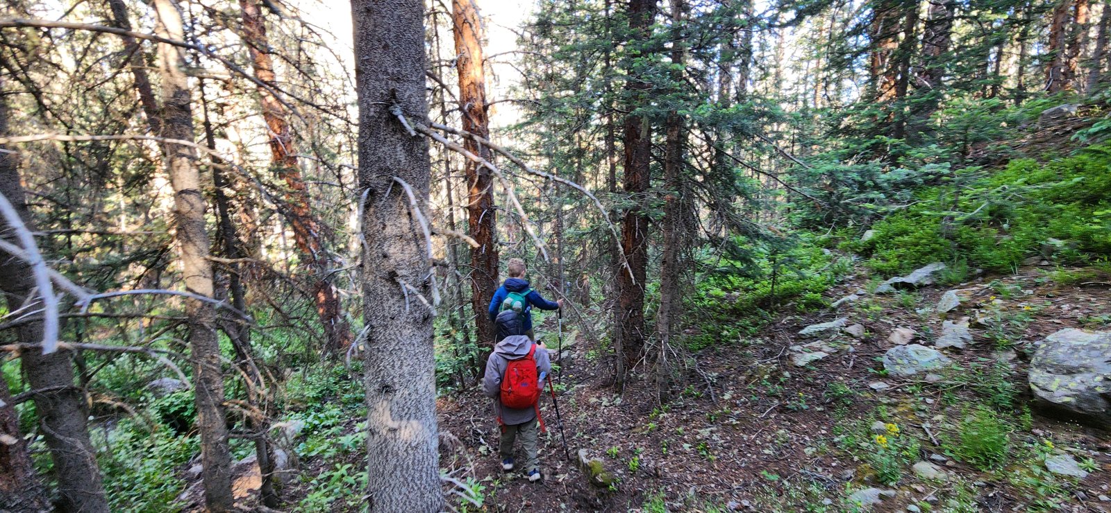 Headed right into the trees.