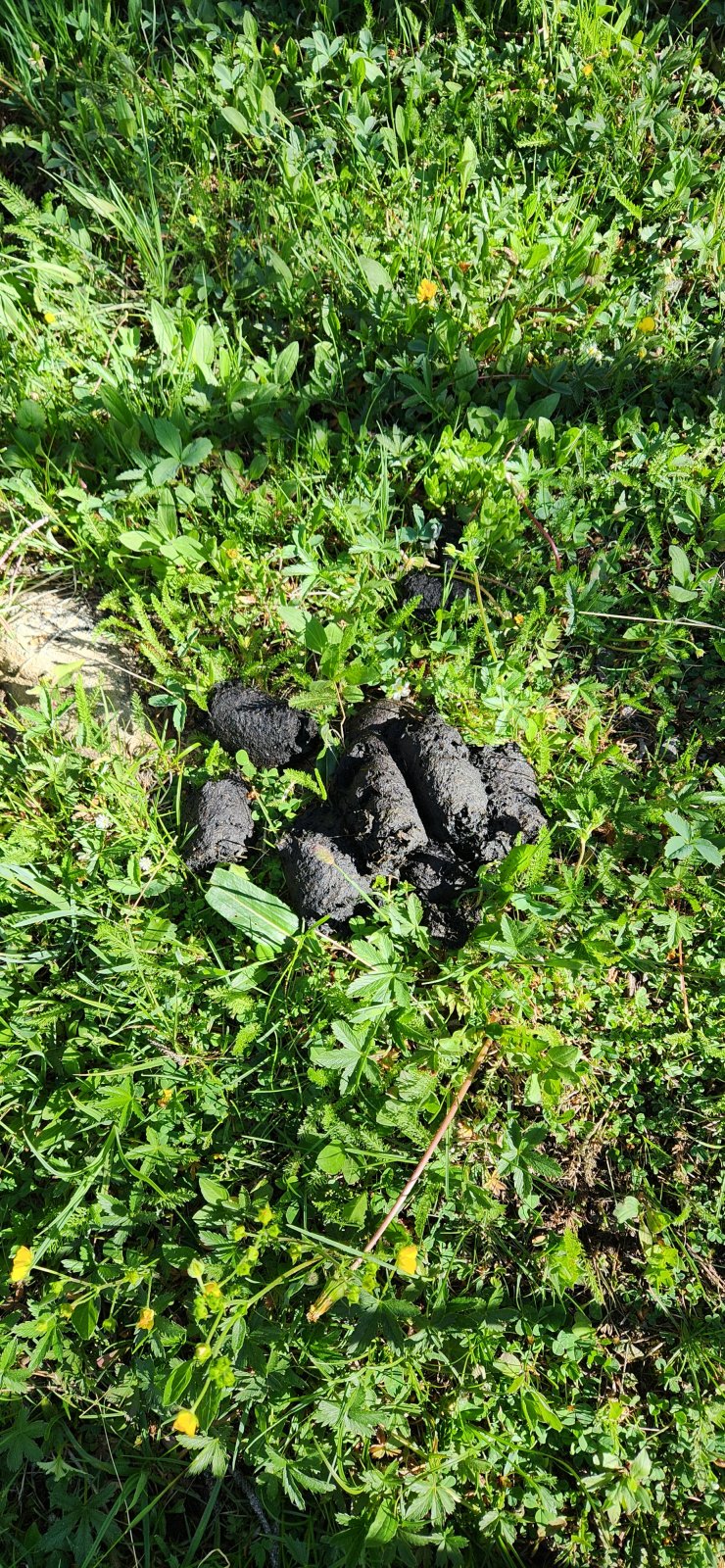 Not many bears out here - but there's at least one wandering around Jicarita Creek! We found a fair bit of scat in the area.