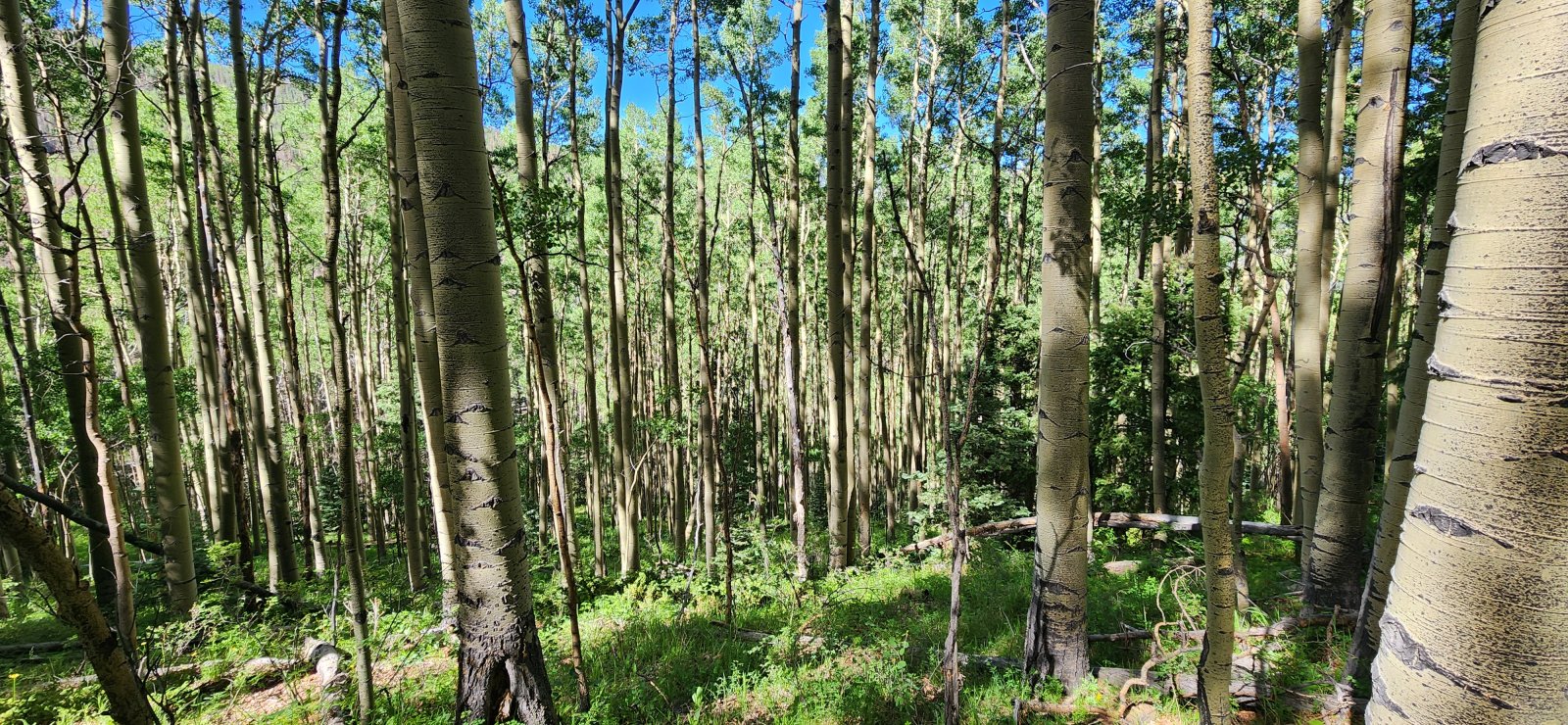 The aspen groves in the lower section were extensive - would be a nice place to see in the fall, I imagine.