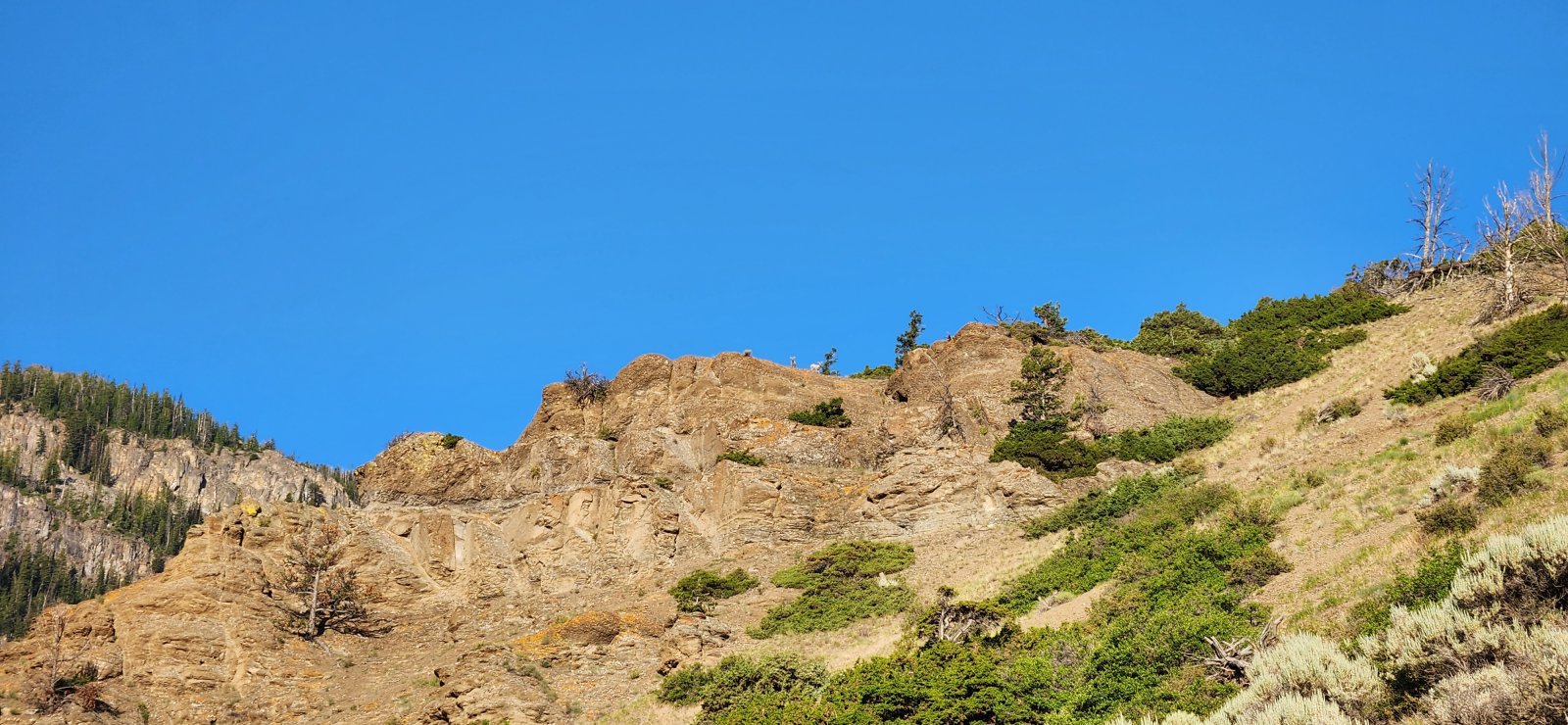 And less than 10 minutes into our hike, we already have some bighorns. Two bighorn ewes and two small lambs.