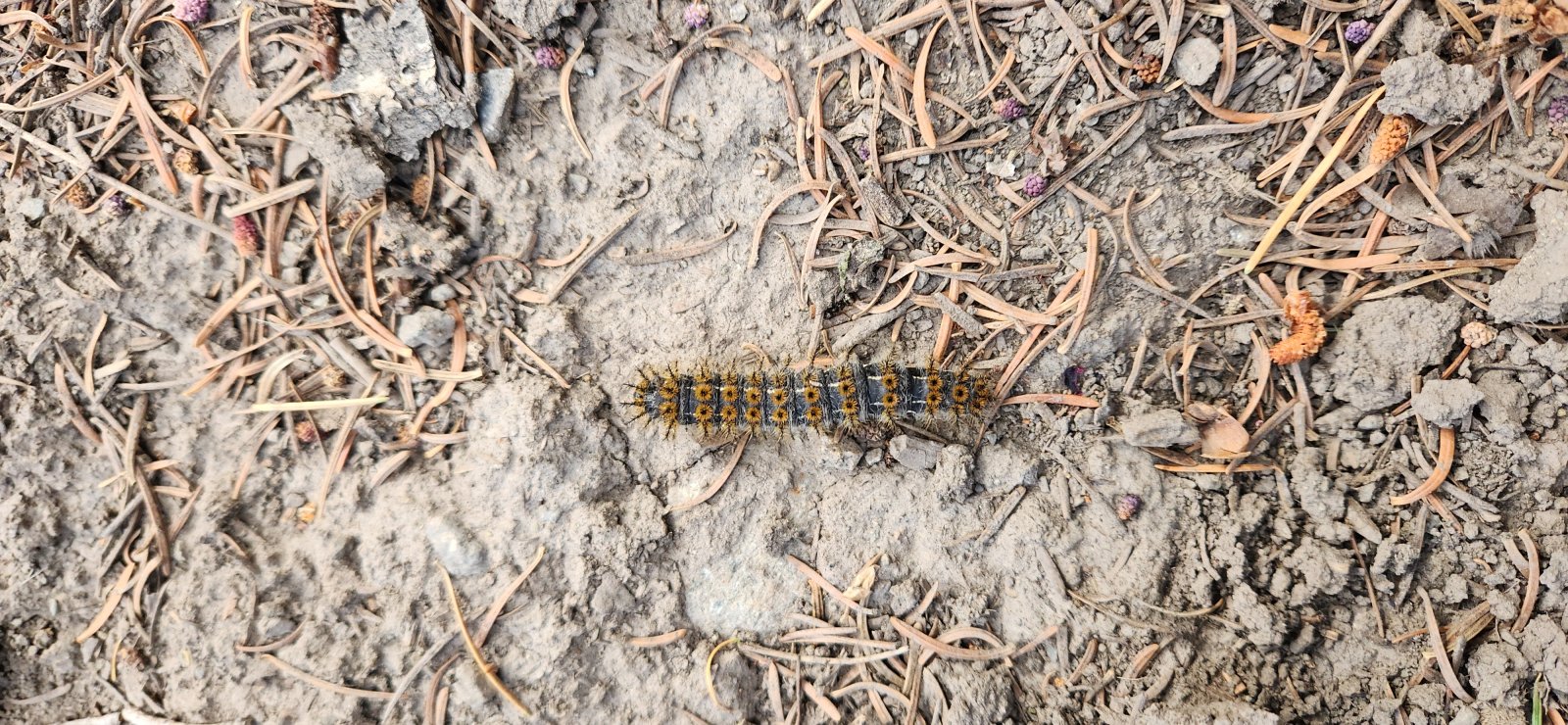 Cute little Tent Caterpillar crossing the trail.