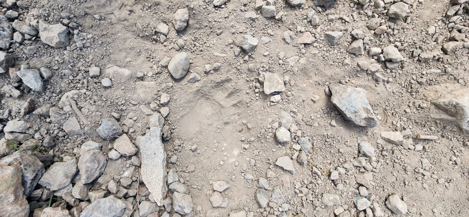 There were bear tracks pretty much all the way up. Mostly small-ish in size.