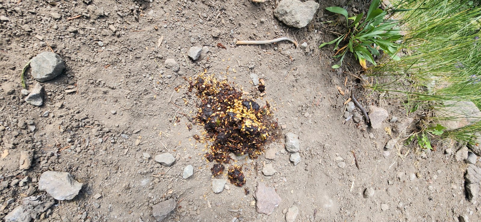 Plenty of scat to be found, as well.