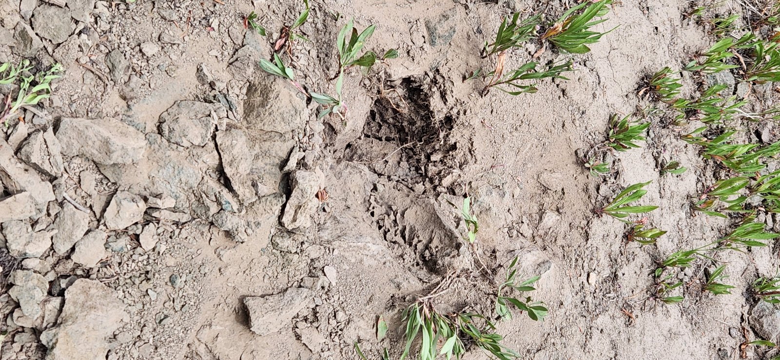 Even some nice digs to get at the juicy insects below. Pushed this rock right onto the trail.