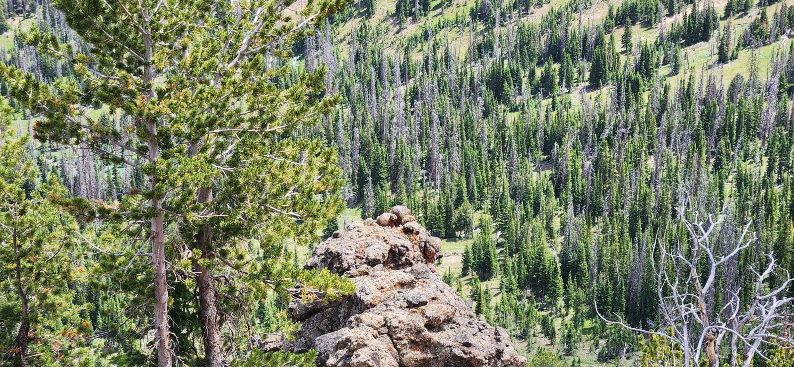 This little marmot had the best seat in the house - and he seemed to know it.