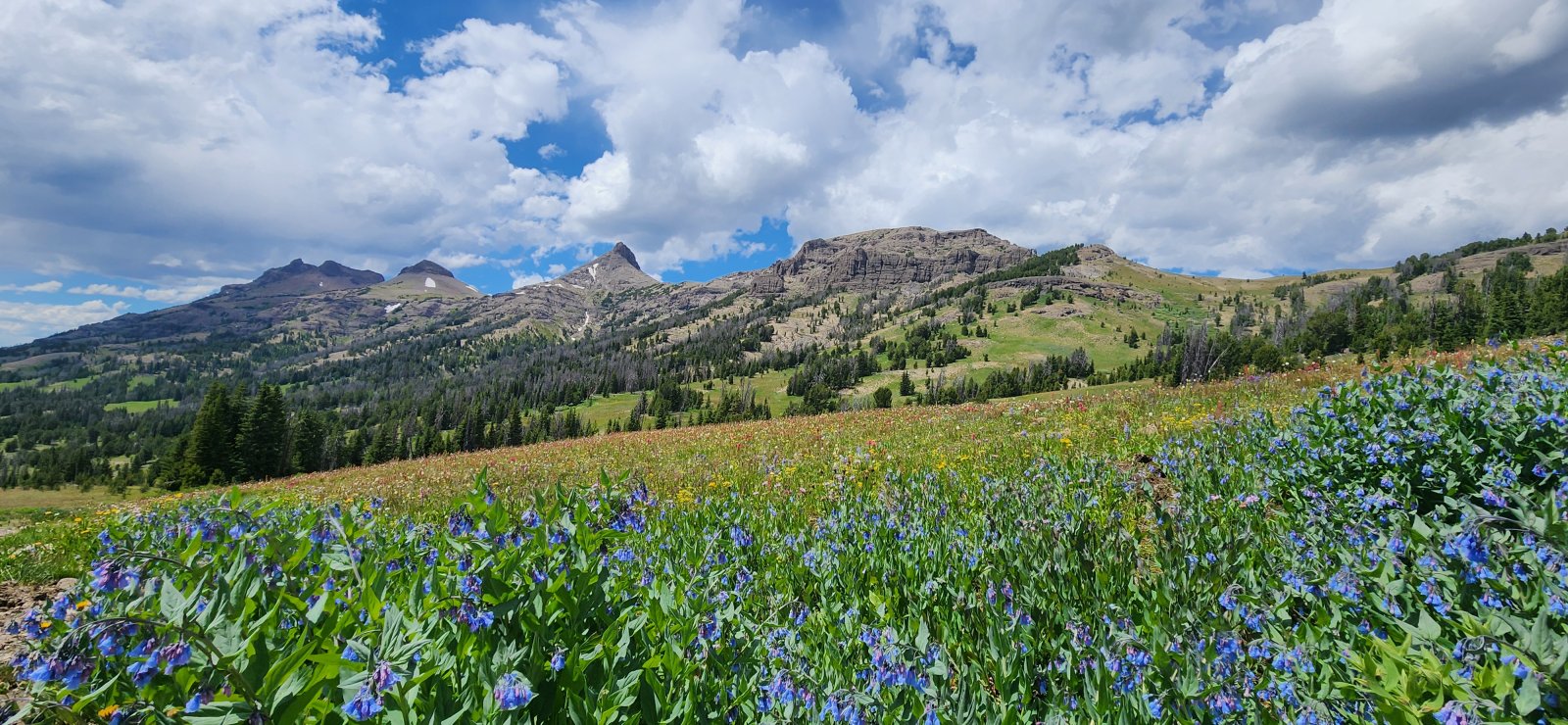 Wildflowers were going crazy below the pass at upper Butte Creek.