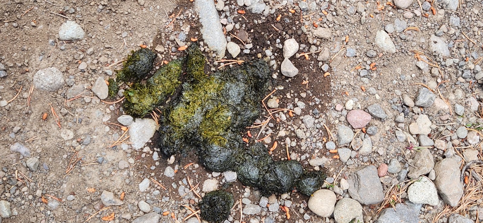 Some pretty fresh scat to start the day.