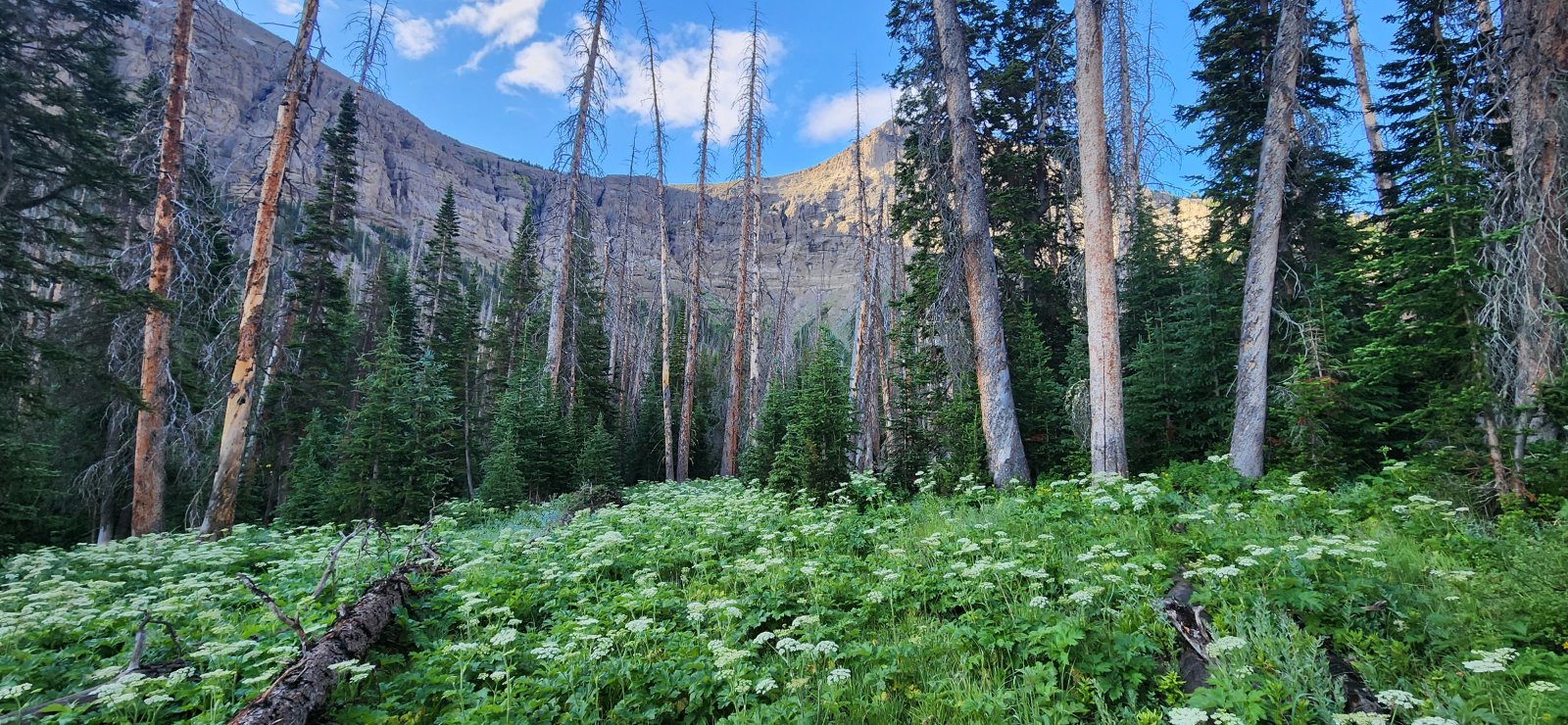 Thanks to all of the prior evening's rain, it was a very damp walk up to the cliffs.