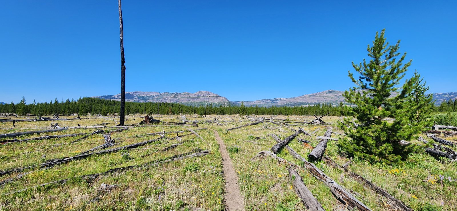Walked through the meadow over to the Thorofare Creek spur trail. Quite a luxurious trail!
