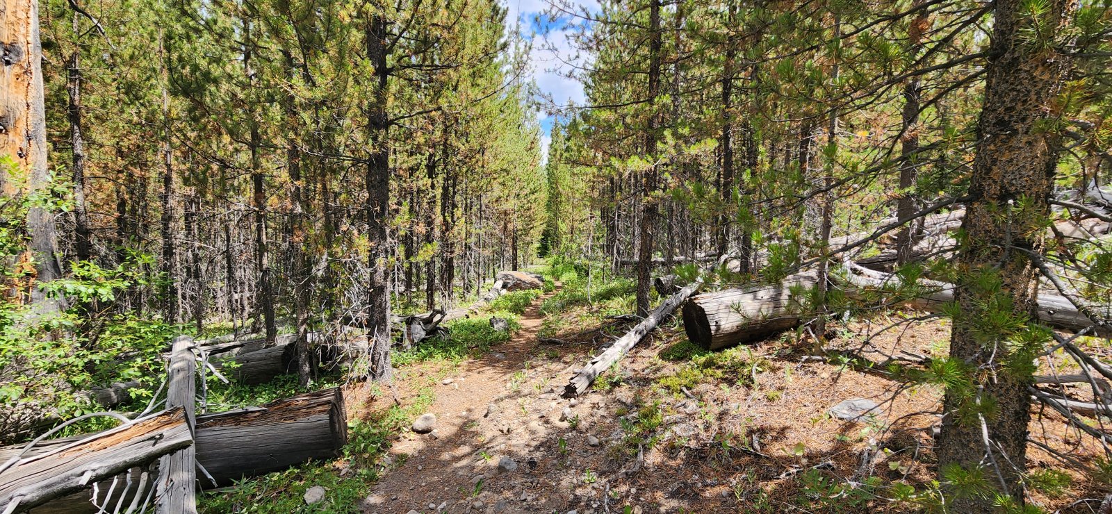 Much of the trail was heavily treed - nice for shade, less so for views. Smelled really good though.
