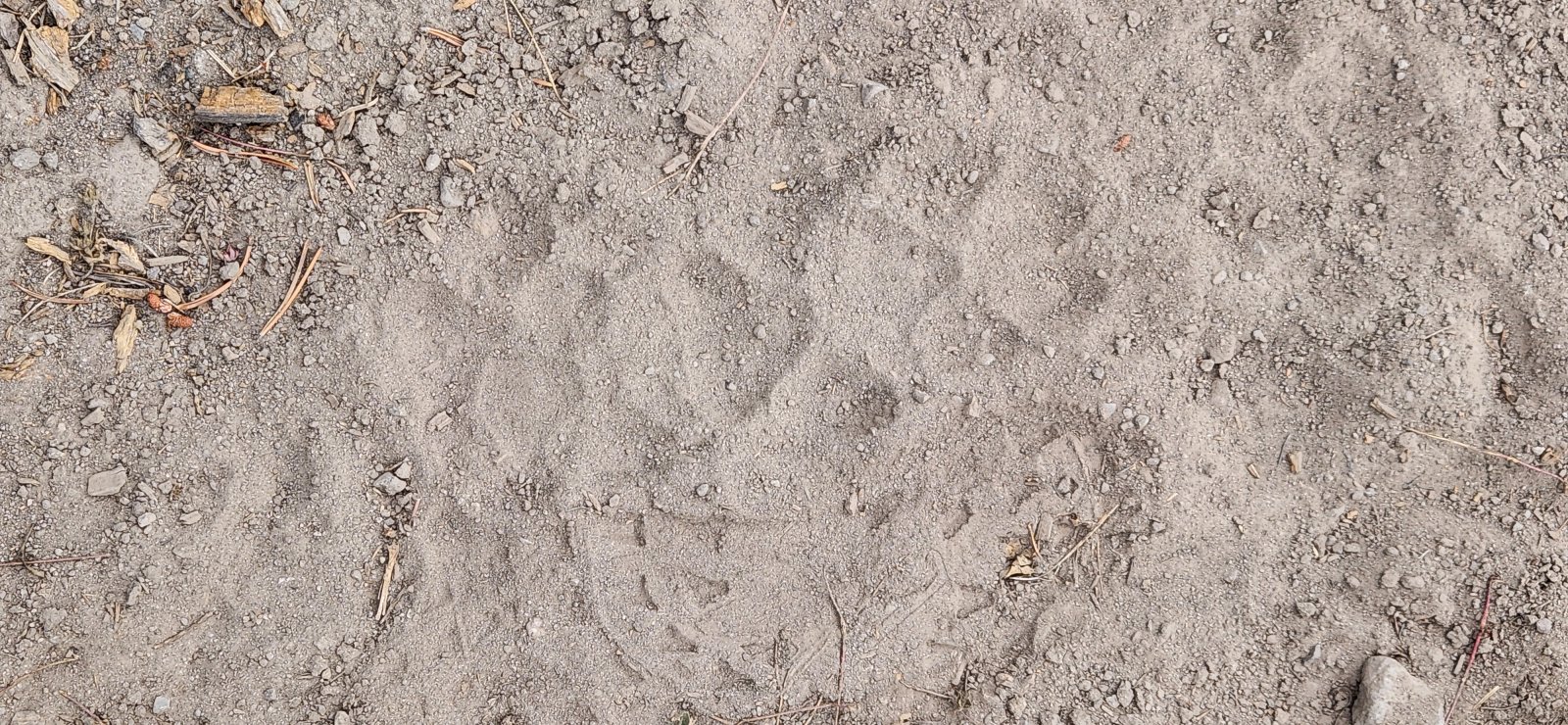 Wolves? Tracks only lasted for about 100 yards or so. The fresh bear 
tracks on the other hand I followed for miles - but somehow never took a
 picture? Go figure.