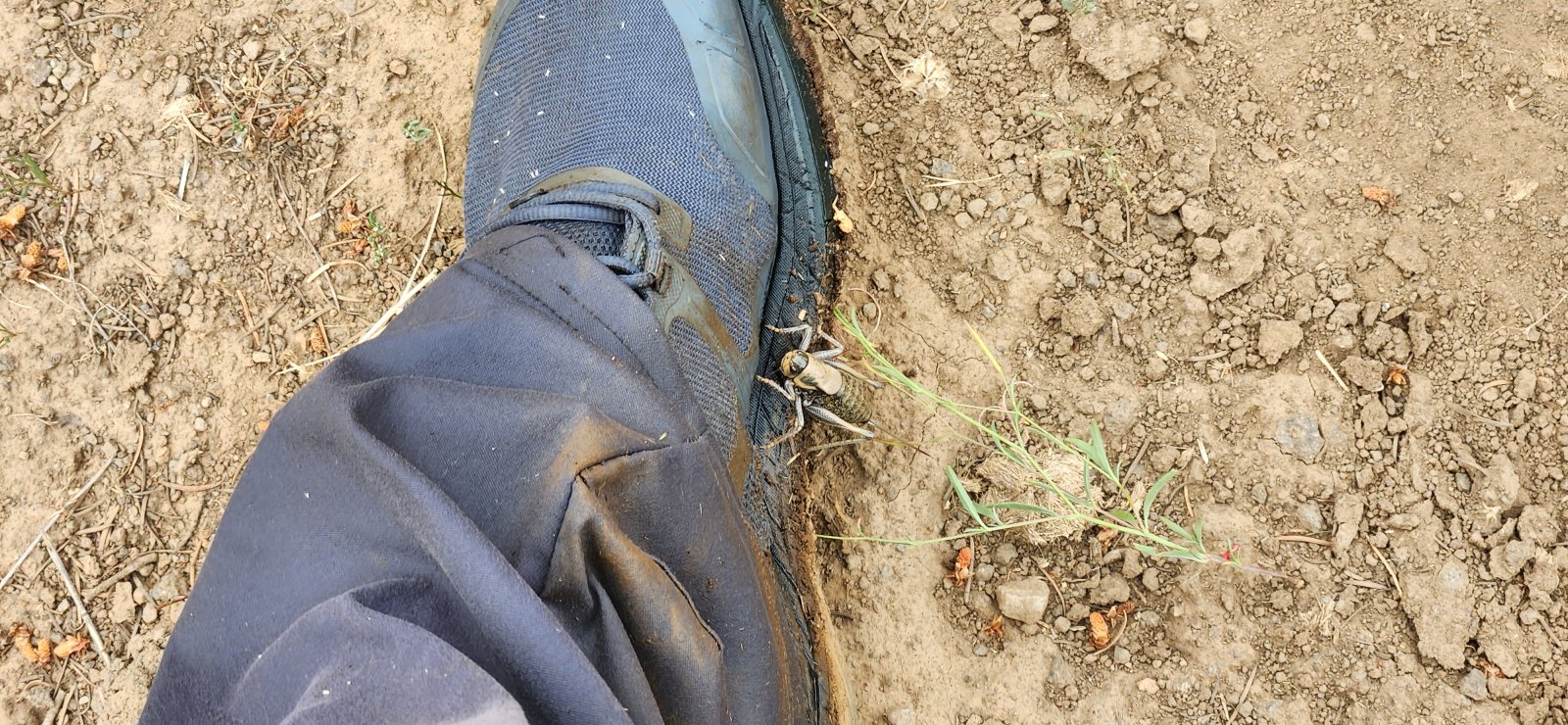 This little guy tried to hitch a ride for a bit.