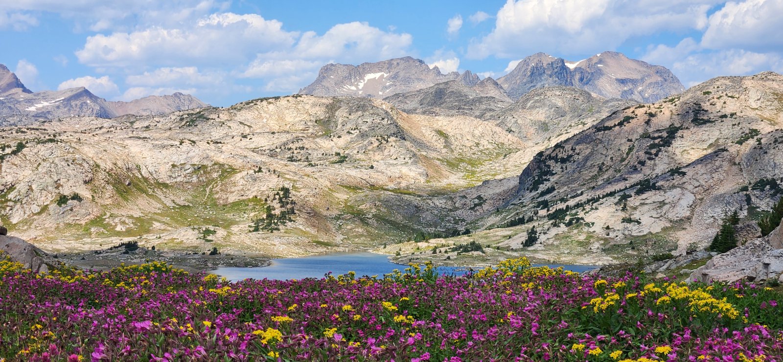 Some of the best flowers of the trip on the way down to Fossil Lake.
