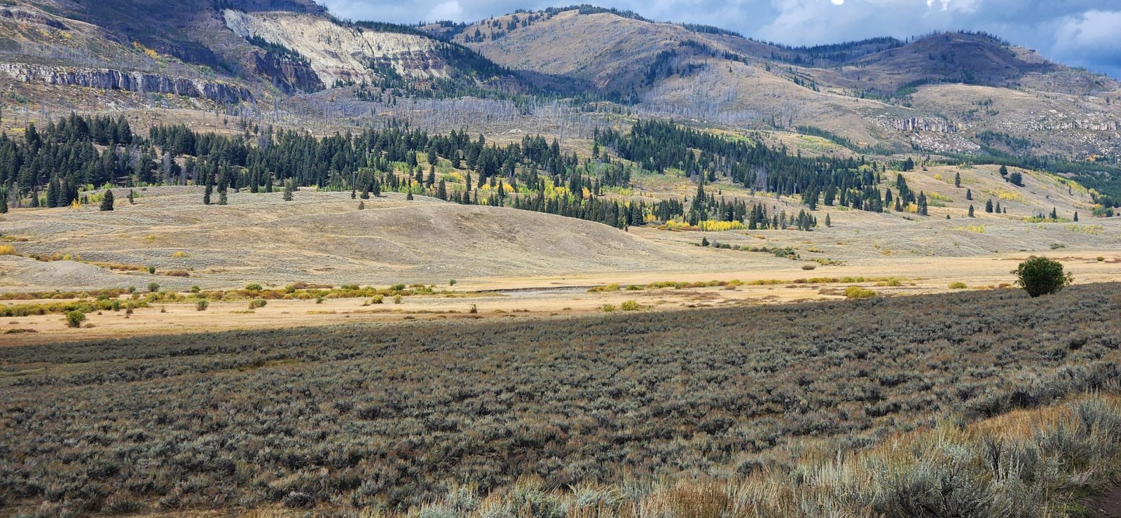 Can you spot the bear?