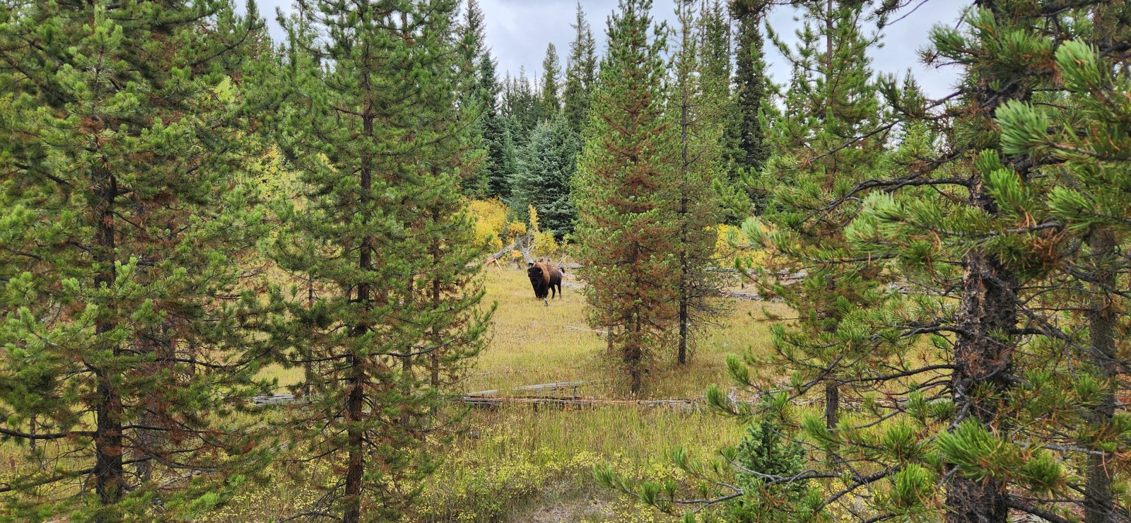 The bison this far into Montana might not be long for this world...