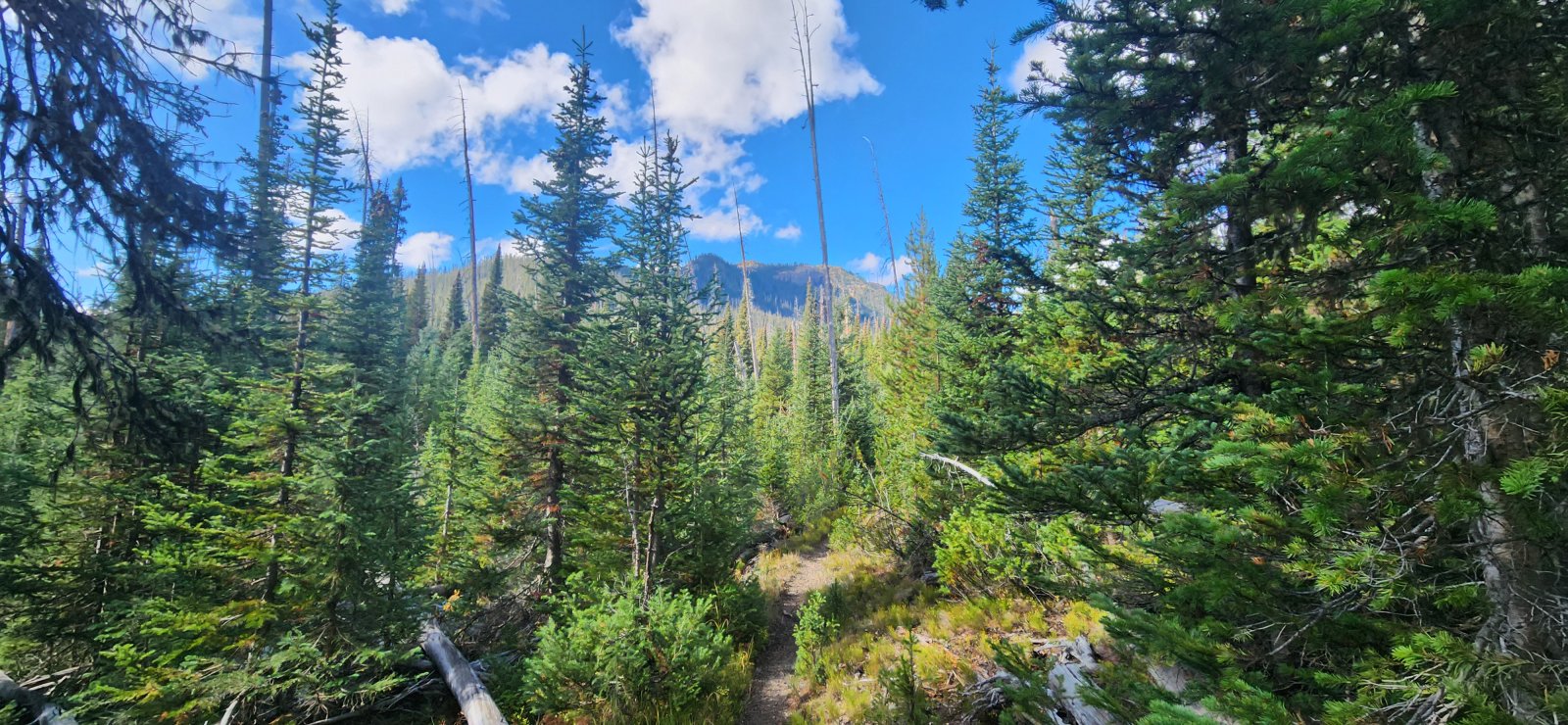 Pretty typical view for the entire climb.