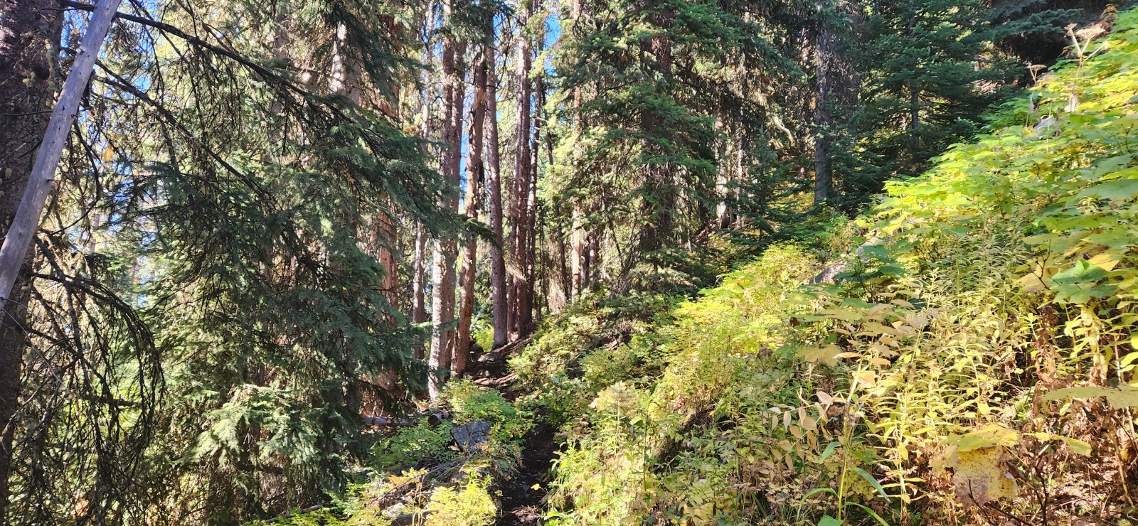 The first part of the morning was a gentle uphill through fairly dense forest.
