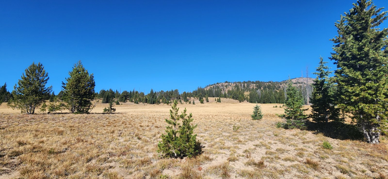 The very dry open meadows reminded me*a lot*of Pitchstone Plateau on the opposite side of the park.