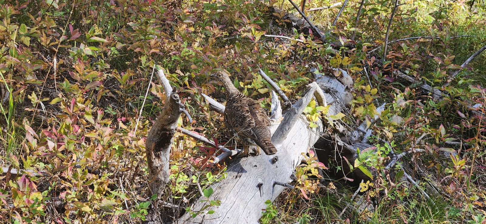 These little guys love to jump out and scare me... cute though.