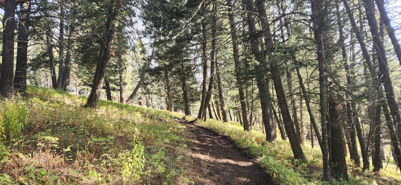 This section was short, but I*loved*the trees through here.