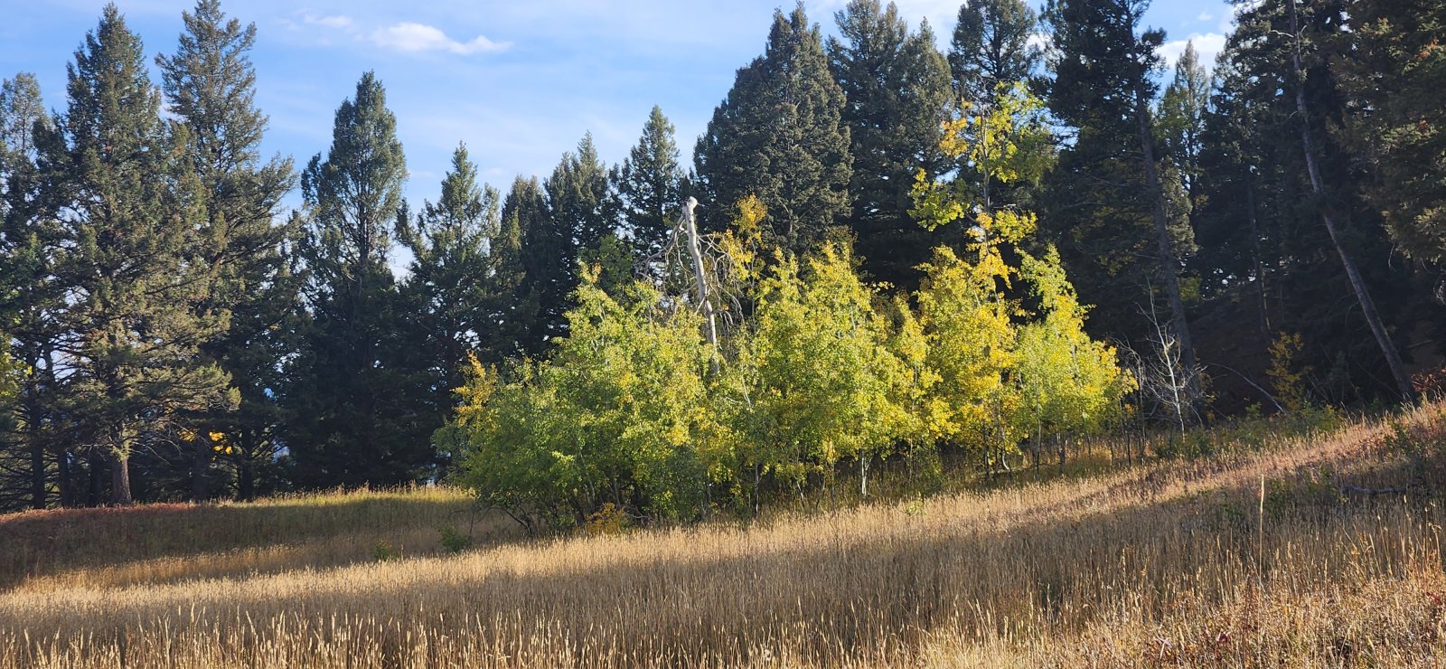 I dubbed this one the 'Upside Down Aspen'.