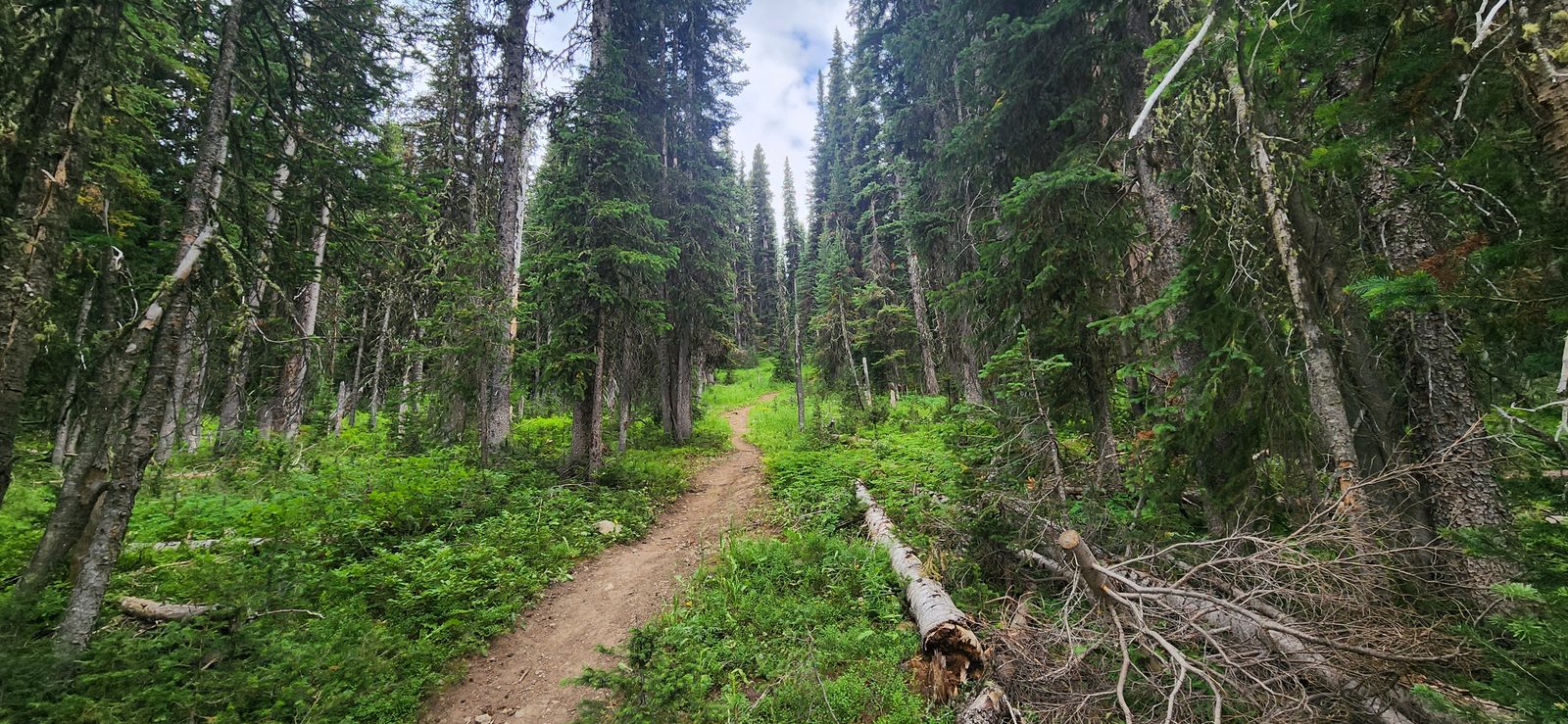 Back on the trail.