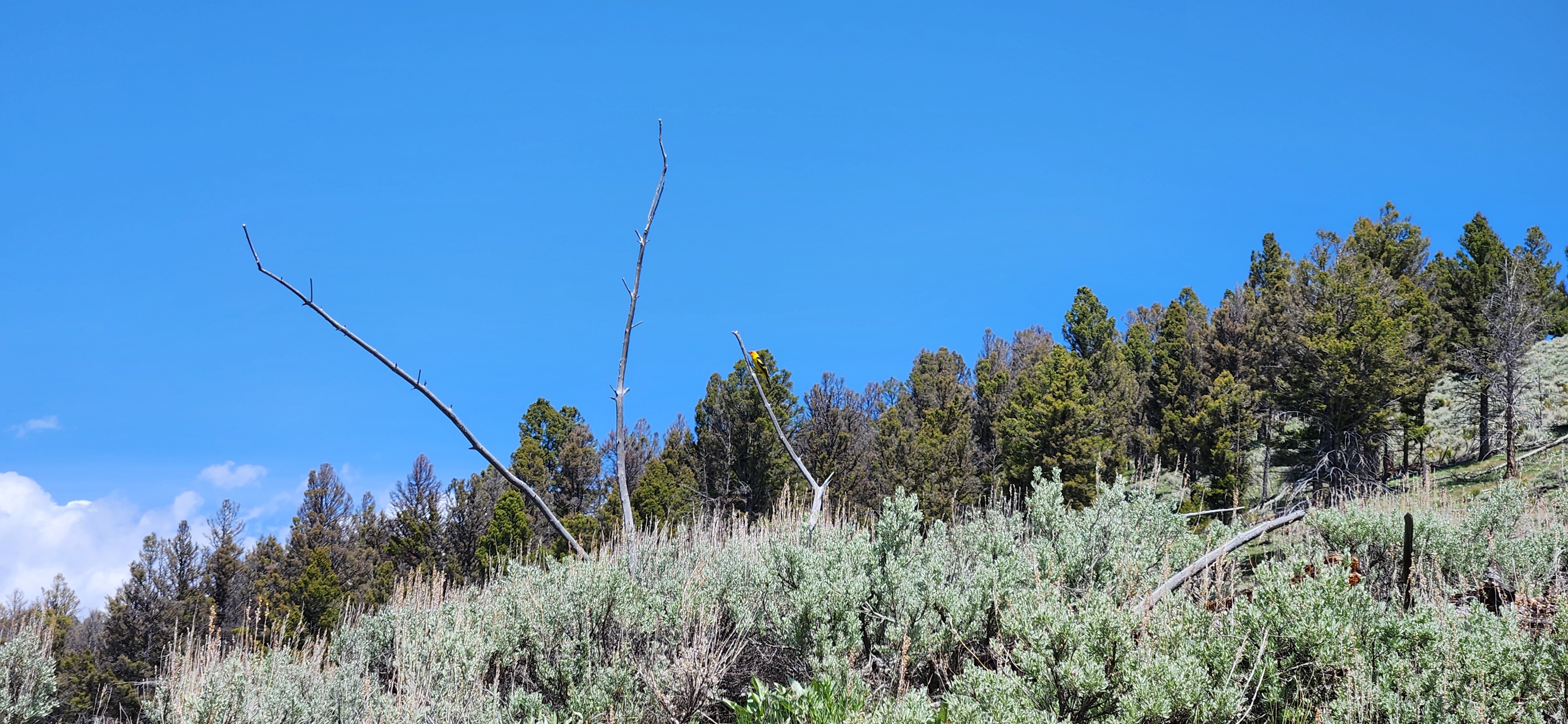 If you zoom in, you can see a beautiful little Western Tanager that I followed for quite a while up the ridge.