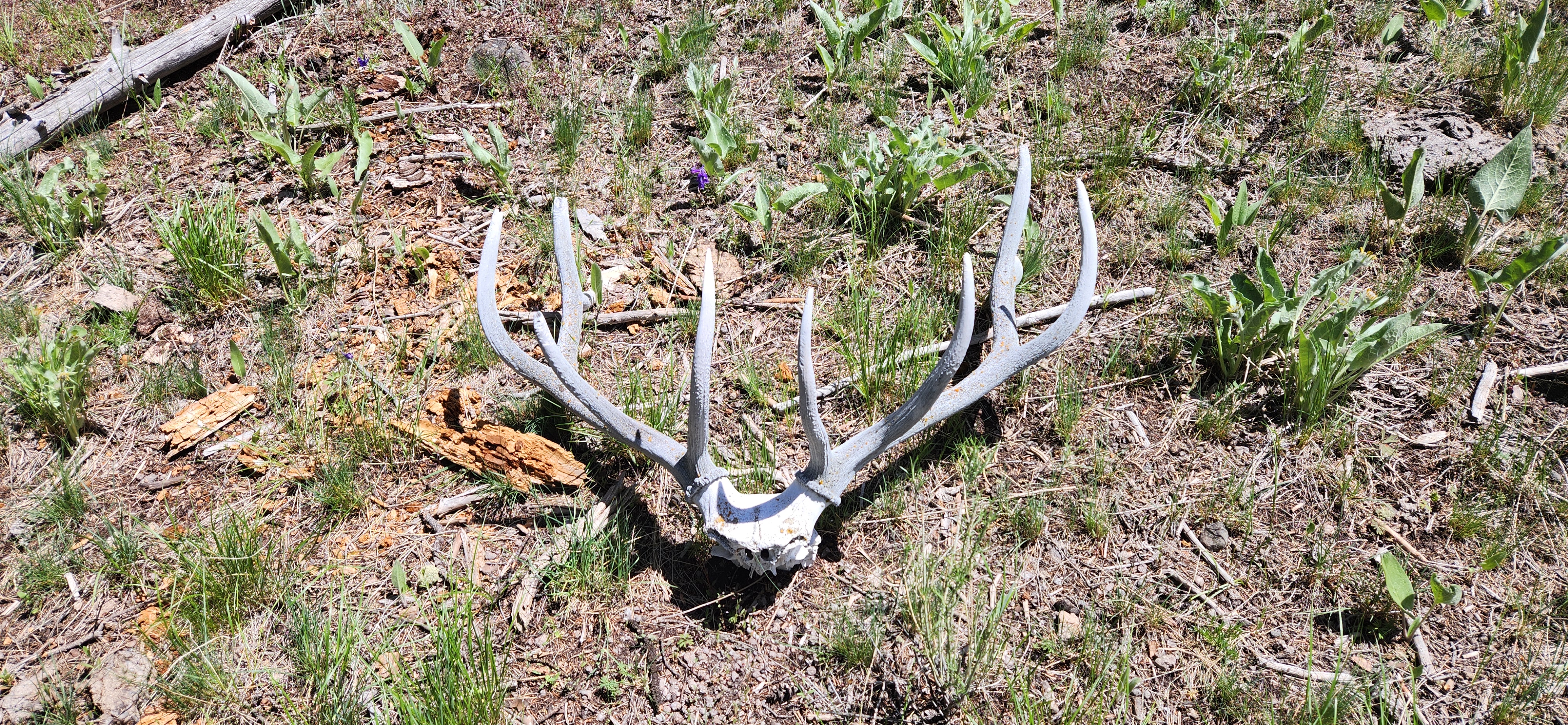 There were so many elk bones scattered along the whole of Mount Everts - easily the most bones/mile of any hike I've done in Yellowstone. On the western end of the ridge there were some fresher remains, but only the beetles were still finding much to eat.