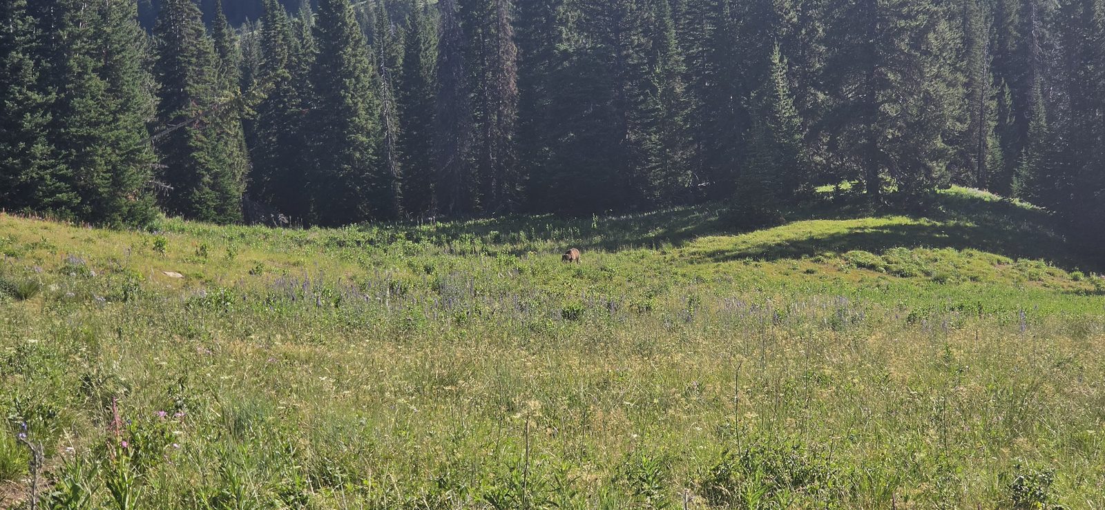 Our first grizzly. I wish I'd been taking a video instead of a bad picture, because once she spotted us she stood up, vocalized fairly loudly, then ran off into the brush with her three cubs in tow.
