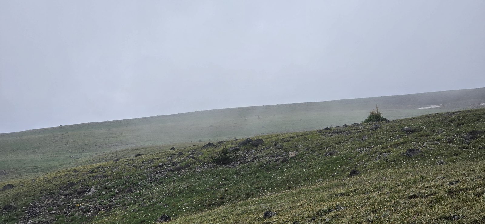 A few elk in the morning mist.