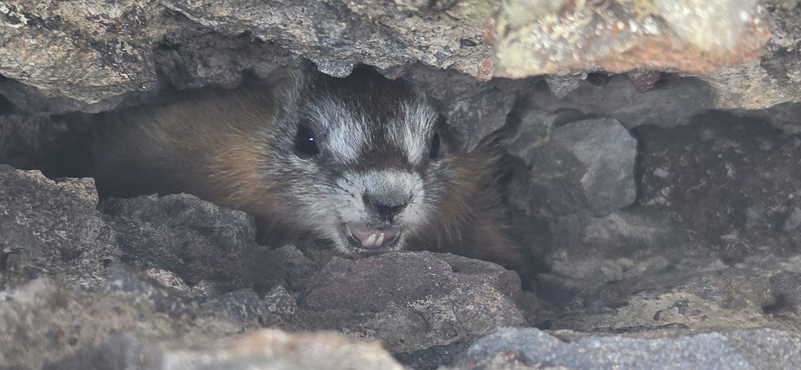 Angry marmot. Very, very loud. Guess he got himself cornered w/o an escape route - not something you see very often. 😂