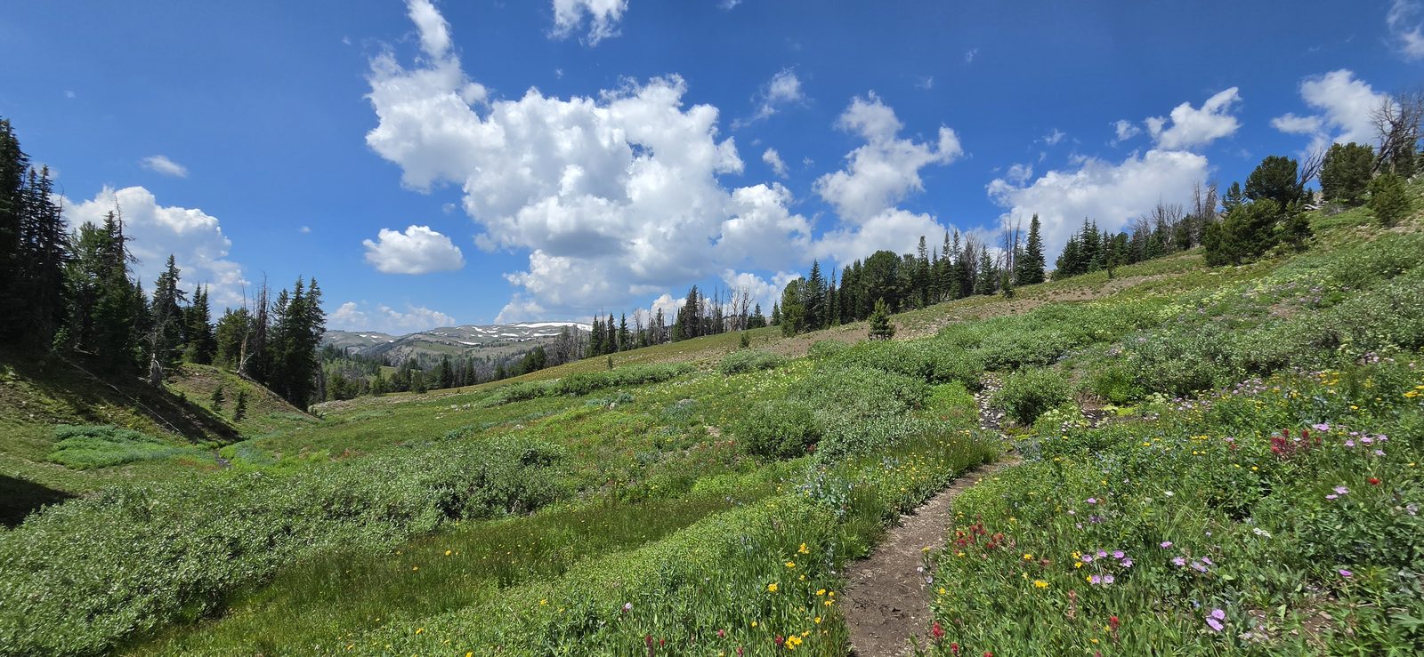 Vegetation was in peak form as we approached Ferry Lake.