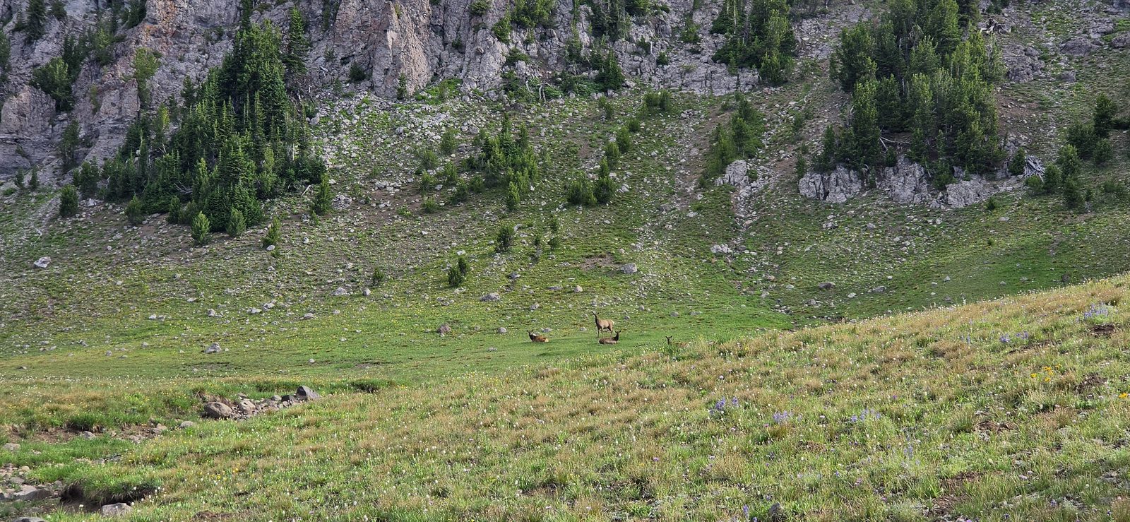 More elk.