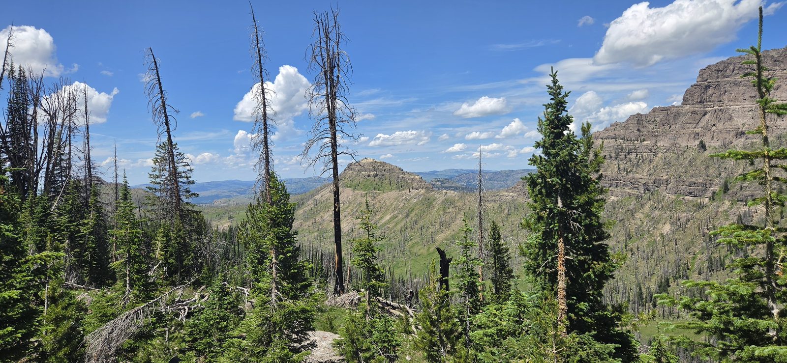 Joy Creek is a beautiful drainage, but I'd still classify a lot of it as a burn scar - especially down low.