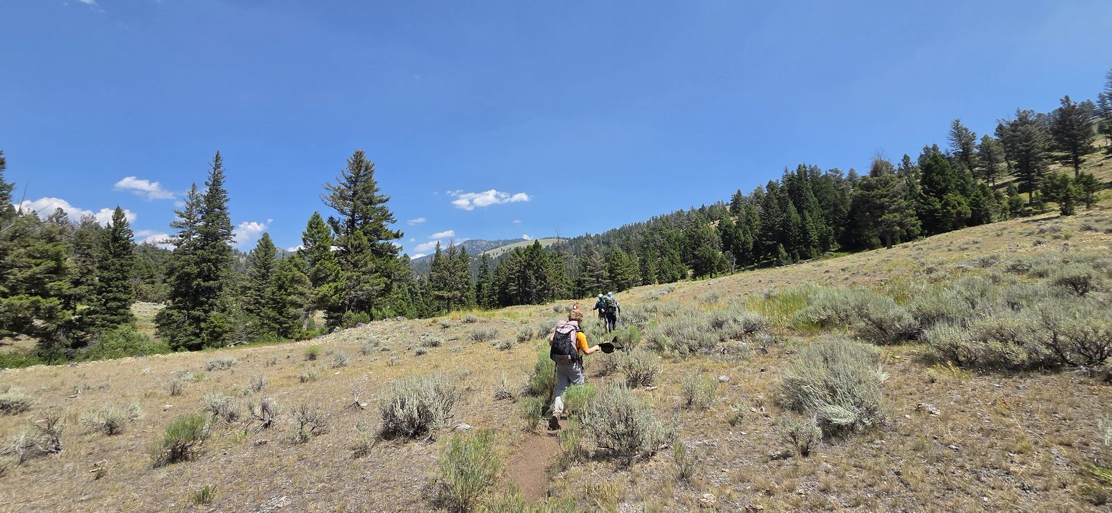 Almost to the trees and some glorious shade.
